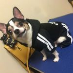 CVCA Cardiac Care For Pets