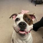 Timonium Animal Hospital