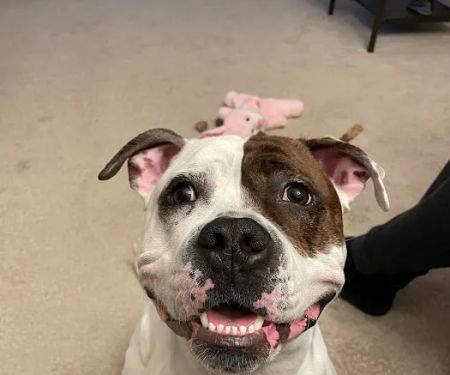 Timonium Animal Hospital