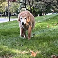 Banfield Pet Hospital ico