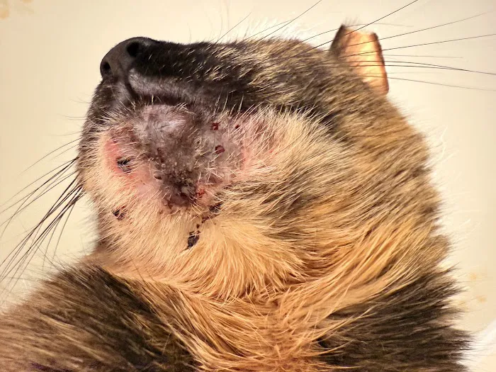 Banfield Pet Hospital Picture 5