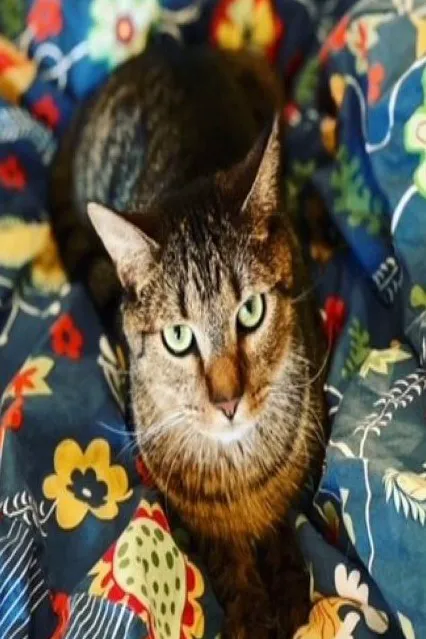 Banfield Pet Hospital Picture 9