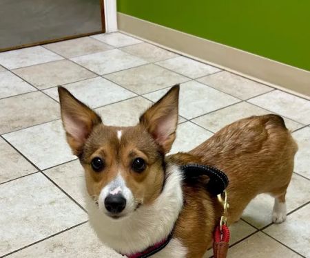 Family Pet Hospital