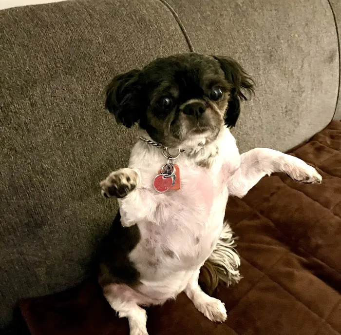Family Pet Hospital Picture 7