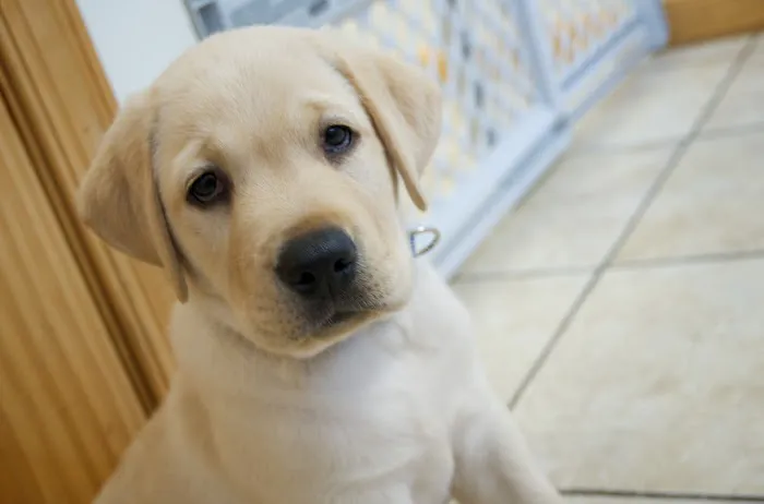 Perry Hall Animal Hospital Picture 10