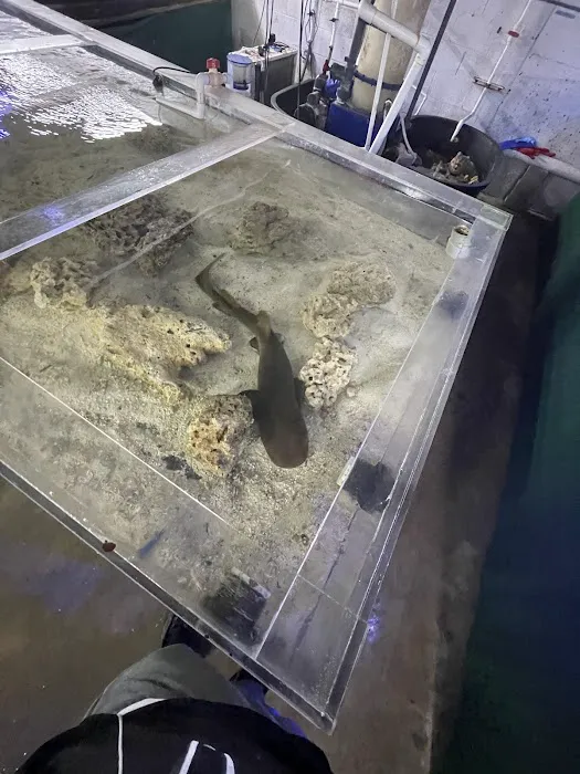 The Fish Store Picture 10