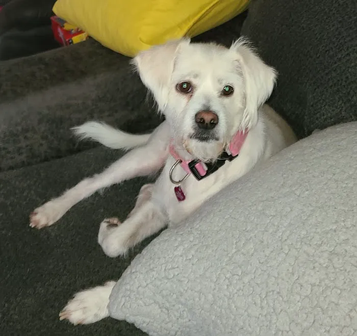 Schulmeyer Animal Hospital Picture 1