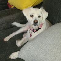 Schulmeyer Animal Hospital ico