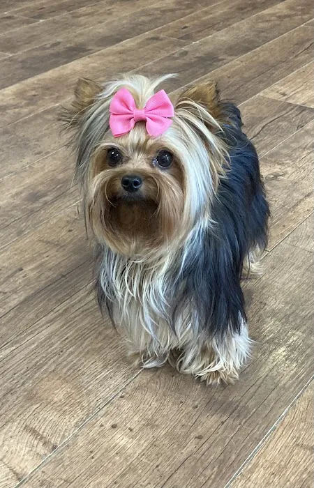 Abbey Animal Hospital Picture 1