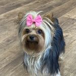 Abbey Animal Hospital