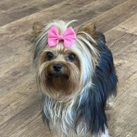 Abbey Animal Hospital ico