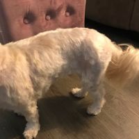 Petco ico