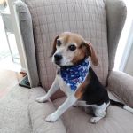 Town & Country Animal Hospital: Maltby Kathleen DVM