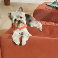 Pet Supplies Plus Smyrna ico
