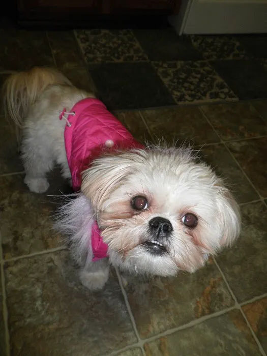 VCA Dover Animal Hospital Picture 6