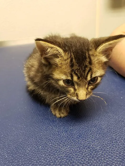 VCA Dover Animal Hospital Picture 7