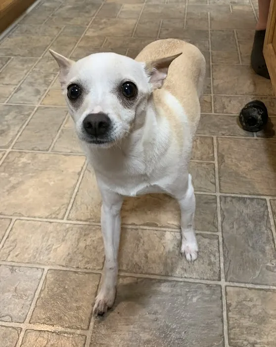 VCA Dover Animal Hospital Picture 10