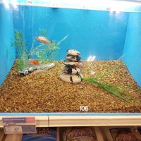 Petco ico