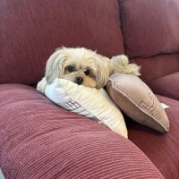 Governors Avenue Animal Hospital ico