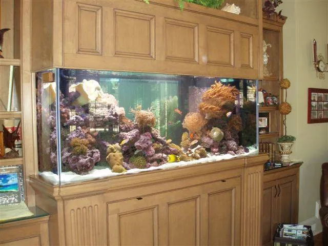 Premier Aquatics Picture 7