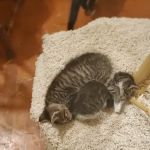Governor's Avenue Animal Hospital: Foor James C DVM