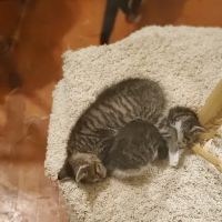 Governor's Avenue Animal Hospital: Foor James C DVM ico