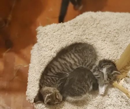 Governor's Avenue Animal Hospital: Foor James C DVM
