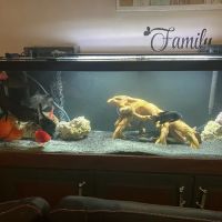 Fish Bolz ico
