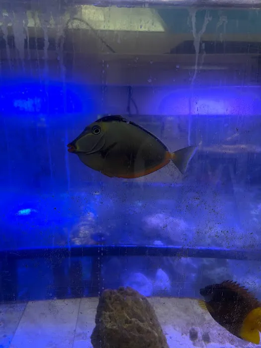 Fish Bolz Picture 5