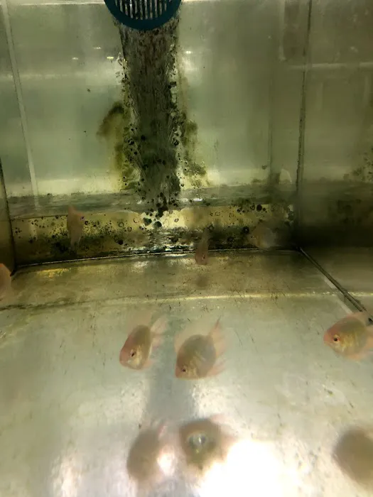 Fish Bolz Picture 6