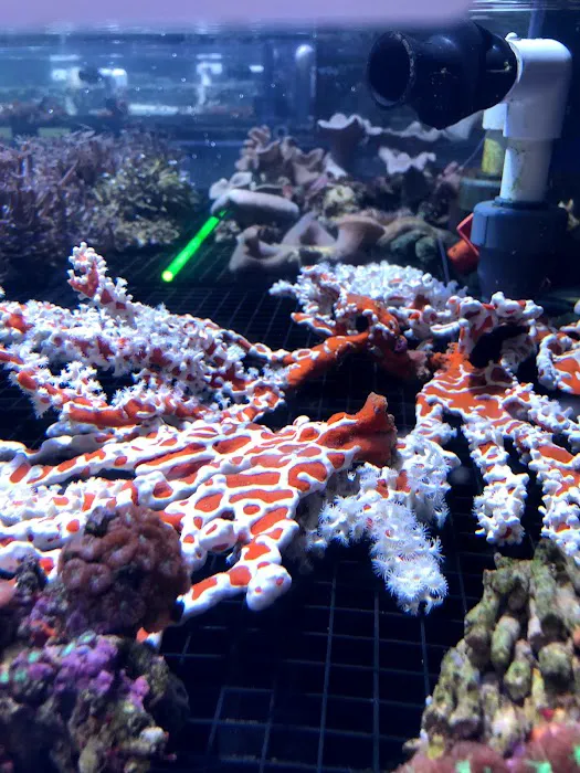 Fish Bolz Picture 9