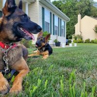 Dover AFB Veterinary Treatment Facility ico