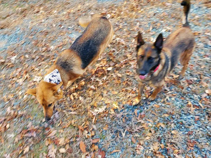 Dover AFB Veterinary Treatment Facility Picture 4
