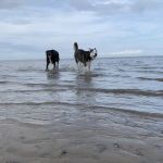 Delmarva Animal Emergency Center