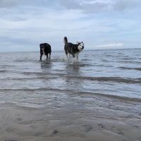 Delmarva Animal Emergency Center ico