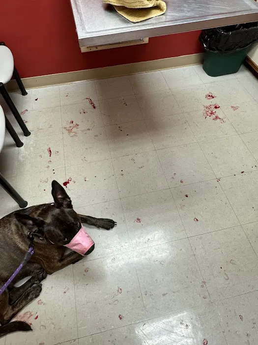 Delmarva Animal Emergency Center Picture 9