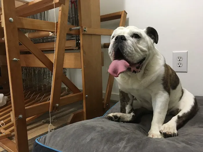 Delmarva Animal Emergency Center Picture 10
