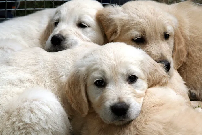 Georgia Puppies Online Picture 2