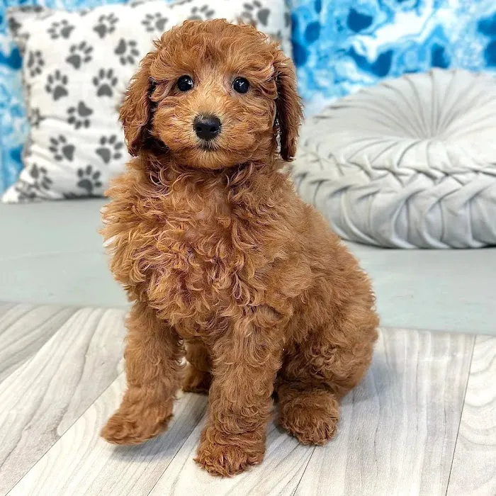 Georgia Puppies Online Picture 3