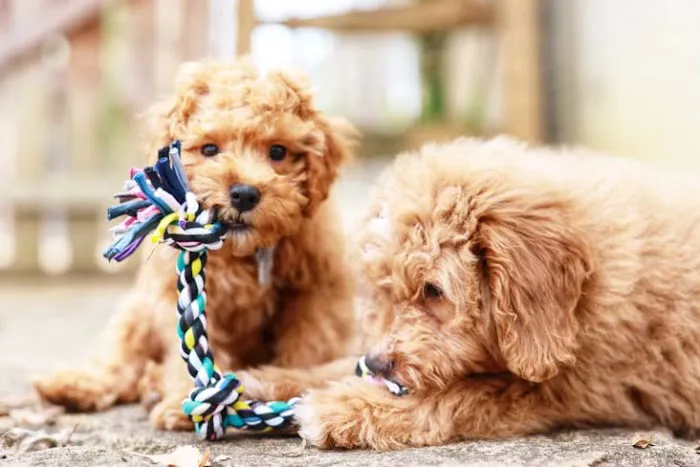 Georgia Puppies Online Picture 4