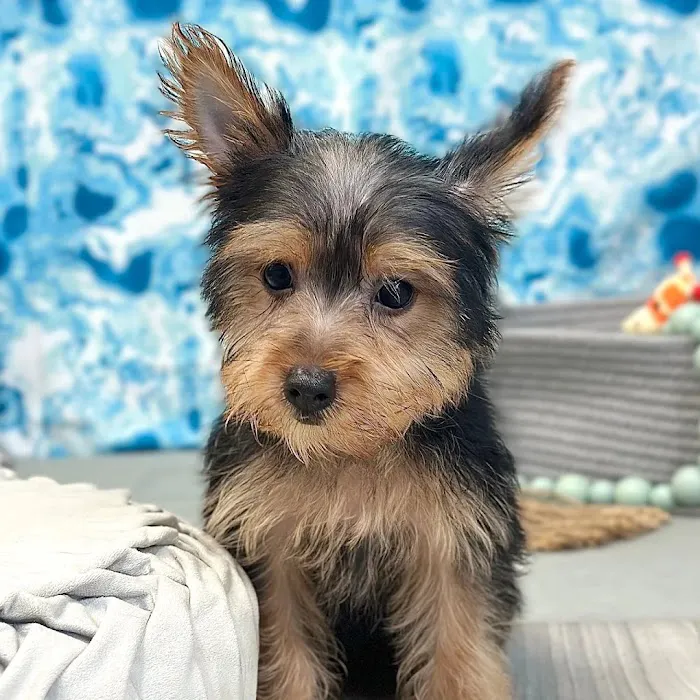 Georgia Puppies Online Picture 5