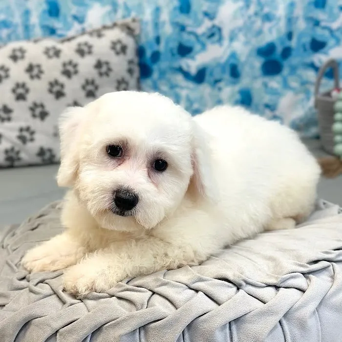 Georgia Puppies Online Picture 6