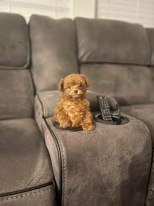 Georgia Puppies Online Picture 8