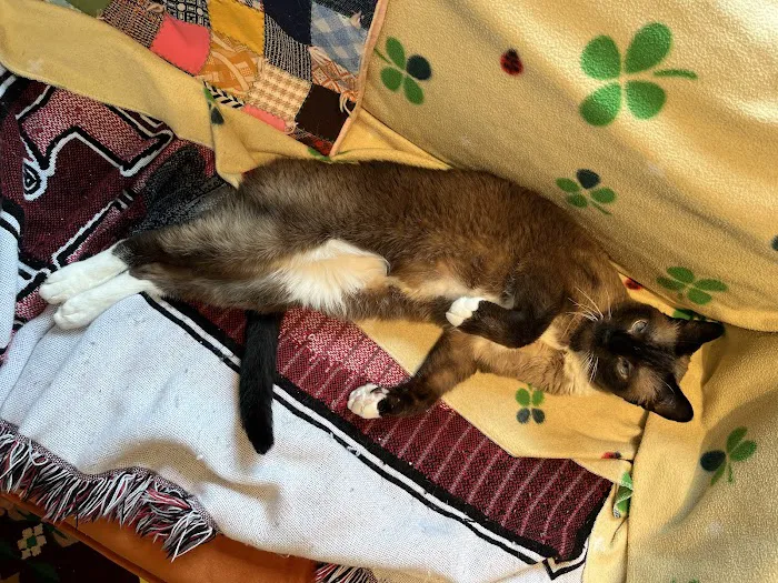 Mid Atlantic Feline Thyroid Center Picture 2