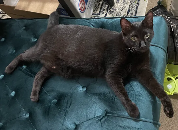 Mid Atlantic Feline Thyroid Center Picture 1