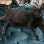 Mid Atlantic Feline Thyroid Center