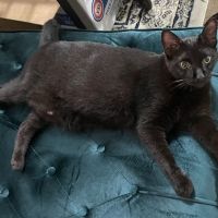 Mid Atlantic Feline Thyroid Center ico