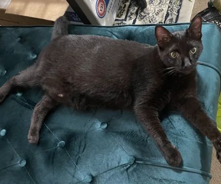 Mid Atlantic Feline Thyroid Center