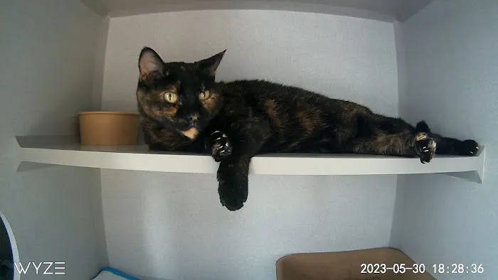 Mid Atlantic Feline Thyroid Center Picture 4