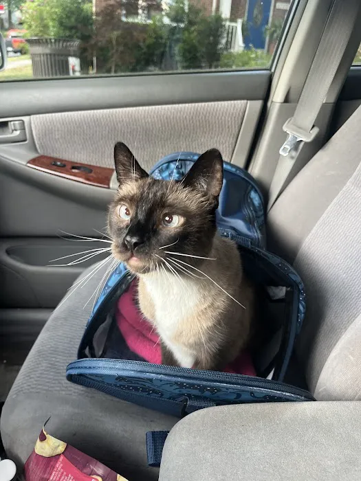Mid Atlantic Feline Thyroid Center Picture 6